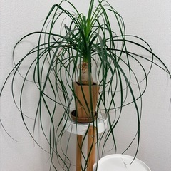 室内用観葉植物の画像