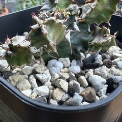 実生】ムランジーナ※本文をよく読んで下さいの画像