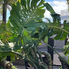 モンステラの画像