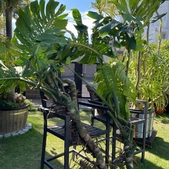 モンステラの画像