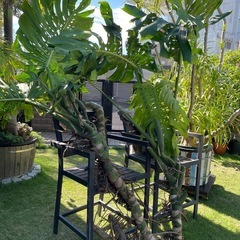 モンステラの画像