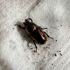 パプアキンイロクワガタ　2ペアの画像