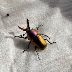 パプアキンイロクワガタ　2ペアの画像