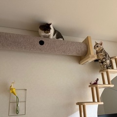 キャットウォーク　φ170×1700 　の画像