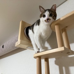 キャットウォーク　φ170×1700 　の画像