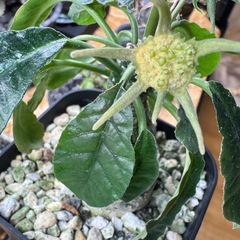 ドルステニア フォエチダの画像