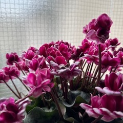 フェアリーピコ　シクラメンの画像