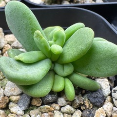 実生】ケラリアピグマエアの画像