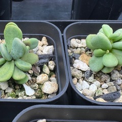 実生】ケラリアピグマエアの画像