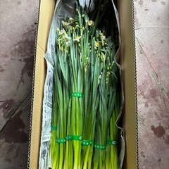 【本日収穫】越前水仙｜当日受け渡し可:10本〜）の画像