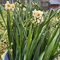 【本日収穫】越前水仙｜当日受け渡し可:10本〜）の画像