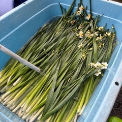 【本日収穫】越前水仙｜当日受け渡し可:10本〜）の画像