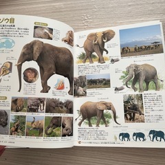 図鑑　クリスマス　プレゼント　子供　絵本　教育　学習　勉強　　動物　アニマルの画像