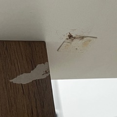 【無料/引取りのみ】こたつ(希望あれば布団付き)の画像