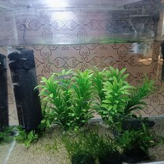 熱帯魚　グッピー・水槽の画像