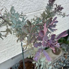 銀葉アカシア・プルプレア(植物のみ)の画像