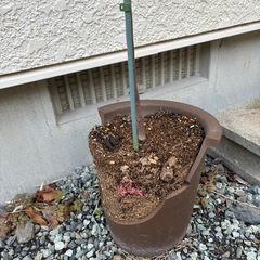 銀葉アカシア・プルプレア(植物のみ)の画像