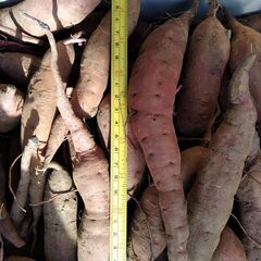 ■サツマイモ　さつまいも　薩摩芋　紅はるか　小さいイモ大量約6㎏　焼き芋・栗きんとんづくりに？■の画像