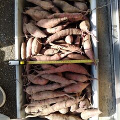 ■サツマイモ　さつまいも　薩摩芋　紅はるか　小さいイモ大量約6㎏　焼き芋・栗きんとんづくりに？■の画像