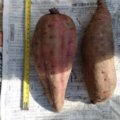 ■サツマイモ　さつまいも　薩摩芋　紅はるか　大きいイモ4個約2.3㎏　干しイモ・栗きんとんづくりに？■の画像