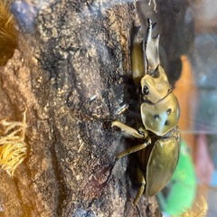 オウゴンヒラタクワガタ模型の画像