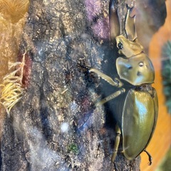 オウゴンヒラタクワガタ模型の画像