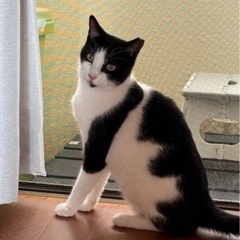 白黒の綺麗なオス猫ちゃん　里親募集中！