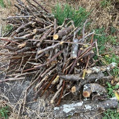 剪定枝　薪木にの画像