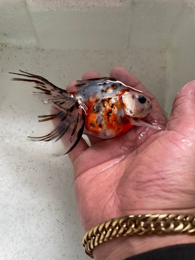 金魚　キャリコ琉金　