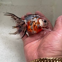 金魚　キャリコ琉金　の画像