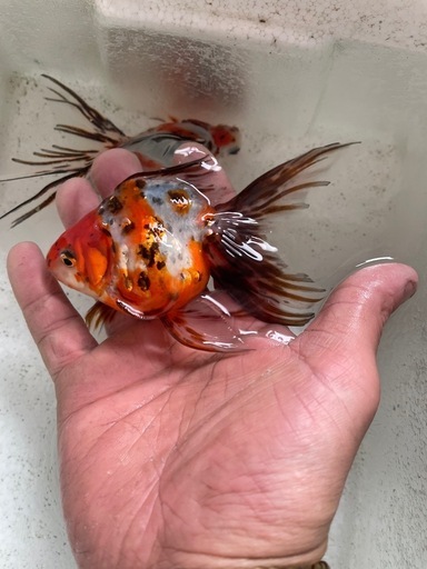 金魚　キャリコ琉金　