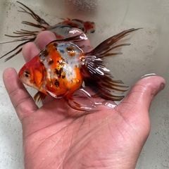 金魚　キャリコ琉金　の画像