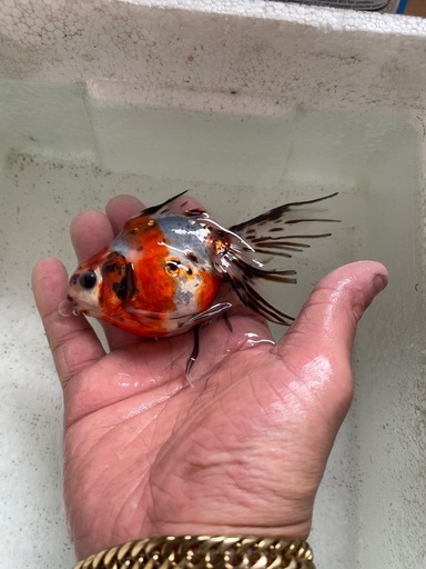 金魚　キャリコ琉金　