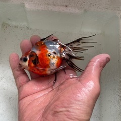 金魚　キャリコ琉金　の画像