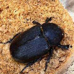 ヘラクレス　♀3の画像