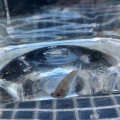 鱗緑メダカ　メダカ販売の画像