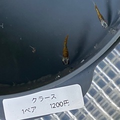 鱗緑メダカ　メダカ販売の画像