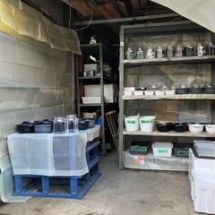 鱗緑メダカ　メダカ販売の画像