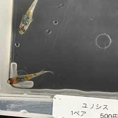 鱗緑メダカ　メダカ販売の画像