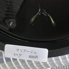 鱗緑メダカ　メダカ販売の画像