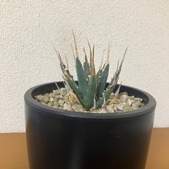 アガベ　エボリスピナの画像
