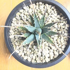 アガベ　エボリスピナの画像