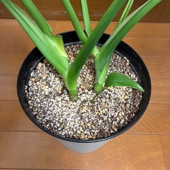 モンステラ　デリシオーサの画像