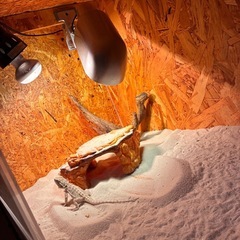 フトアゴ　爬虫類　ケージ　ライト　セットの画像