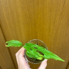 モンステラ　オブリクア　ペルーの画像