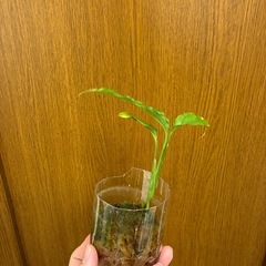 モンステラ　オブリクア　ペルーの画像