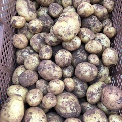 掘り立てじゃがいも（サンジュウマル）10個
の画像