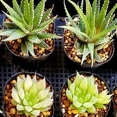 多肉植物 ハオルチア ポット苗の画像