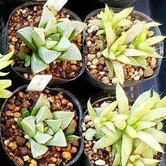 多肉植物 ハオルチア ポット苗の画像