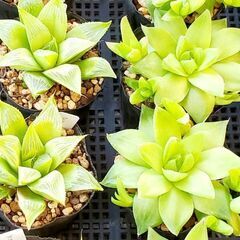 多肉植物 ハオルチア ポット苗の画像